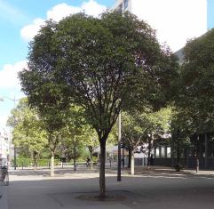 L'arbre numéro ex-258840 est un Troène (Ligustrum lucidum).
Il est situé rue Lecourbe (coordonnées GPS 48.83734, 2.28515)