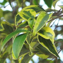 L'arbre numéro ex-258840 est un Troène (Ligustrum lucidum).
Il est situé rue Lecourbe (coordonnées GPS 48.83734, 2.28515)