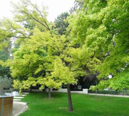 arbre n°liquidambar-styraciflua--xz2025053_48.8447655-2.269638 aout 2021 Copalme numéro liquidambar-styraciflua--xz2025053_48.8447655-2.269638 aout 2021