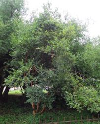 Myrte numéro luma-apiculata_48.84419-2.36338 octobre 2022