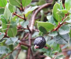 Myrte numéro luma-apiculata_48.84419-2.36338 octobre 2022