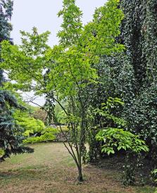 Magnolia numéro magnolia-salicifolia-jermyns_48.84475-2.363502 aout 2025