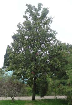 Pommier numéro malus-trilobata--xz136264_48.8468813-2.2531174 septembre 2021