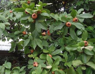 L'arbre numéro ex-136360 est un Néflier (Mespilus germanica).
Il est situé jardin des Serres d'Auteuil (coordonnées GPS 48.84616, 2.2523)
