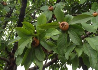 L'arbre numéro ex-136360 est un Néflier (Mespilus germanica).
Il est situé jardin des Serres d'Auteuil (coordonnées GPS 48.84616, 2.2523)