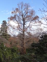 Metaséquoia numéro metasequoia_48.84391-2.358443 février 2022