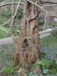 Metaséquoia numéro metasequoia_48.84391-2.358443 février 2022