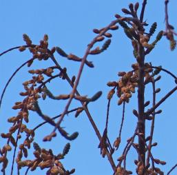 Metaséquoia numéro metasequoia_48.84391-2.358443 février 2022