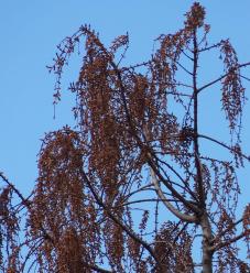 Metaséquoia numéro metasequoia_48.84391-2.358443 février 2022