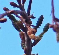 Metaséquoia numéro metasequoia_48.84391-2.358443 février 2022