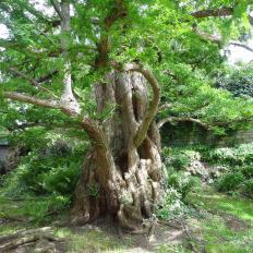 Metaséquoia numéro metasequoia_48.84391-2.358443 mai 2022