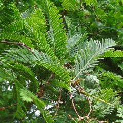 Metaséquoia numéro metasequoia_48.84391-2.358443 mai 2022