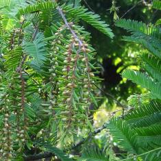 Metaséquoia numéro metasequoia_48.84391-2.358443 septembre 2022