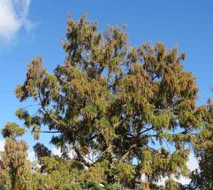 Metaséquoia numéro metasequoia_48.84391-2.358443 novembre 2022