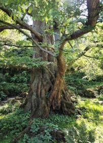 Metaséquoia numéro metasequoia_48.84391-2.358443 octobre 2025