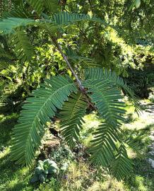 Metaséquoia numéro metasequoia_48.84391-2.358443 octobre 2025