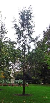 Metaséquoia numéro metasequoia_48.84807-2.33310 octobre 2023