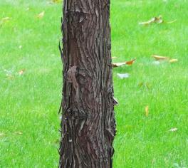 Metaséquoia numéro metasequoia_48.84807-2.33310 octobre 2023