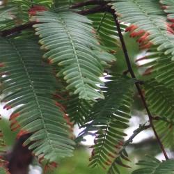 Metaséquoia numéro metasequoia_48.84807-2.33310 octobre 2023