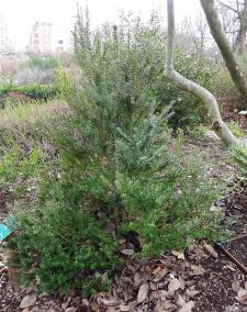 Myrte numéro myrtus-communis_48.8321-2.30083 janvier 2022