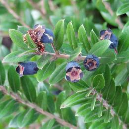 Myrte numéro myrtus-communis_48.8321-2.30083 janvier 2022