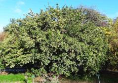 Myrte numéro myrtus-communis_48.84372-2.3602998 novembre 2022