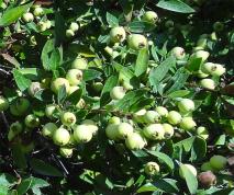 Myrte numéro myrtus-communis_48.84372-2.3602998 novembre 2022