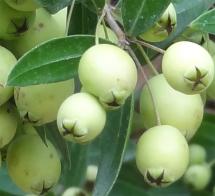 Myrte numéro myrtus-communis_48.84372-2.3602998 novembre 2023