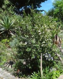 Myrte numéro myrtus-communis_48.84603-2.251355 juillet 2022