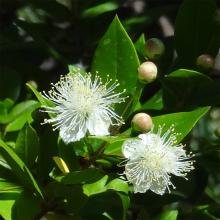 Myrte numéro myrtus-communis_48.84603-2.251355 juillet 2022