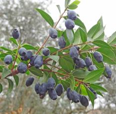 Myrte numéro myrtus-communis_48.84603-2.251355 décembre 2023