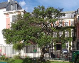 Olivier odorant numéro osmanthus-heterophyllus--xz115987_48.8584692-2.3633229 septembre 2021