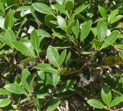 Olivier odorant numéro osmanthus-heterophyllus--xz115987_48.8584692-2.3633229 septembre 2021