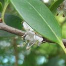 Olivier odorant numéro osmanthus-heterophyllus_48.84677-2.251961 septembre 2021