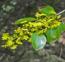 L'arbre numéro p_48.84420-2.35862 est un Paliurus (Paliurus spina-christi).
Il est situé jardin des Plantes (coordonnées GPS 48.8442, 2.35862)