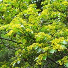 L'arbre numéro p_48.84420-2.35862 est un Paliurus (Paliurus spina-christi).
Il est situé jardin des Plantes (coordonnées GPS 48.8442, 2.35862)