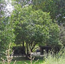 L'arbre numéro p_48.84336-2.359325 est un Parrotiopsis (Parrotiopsis jacquemontiana).
Il est situé jardin des Plantes (coordonnées GPS 48.84336, 2.35933)