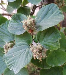 L'arbre numéro p_48.84336-2.359325 est un Parrotiopsis (Parrotiopsis jacquemontiana).
Il est situé jardin des Plantes (coordonnées GPS 48.84336, 2.35933)