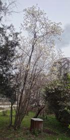 L'arbre numéro p_48.84485-2.36324 est un Parrotiopsis (Parrotiopsis jacquemontiana).
Il est situé jardin des Plantes (coordonnées GPS 48.84485, 2.36324)