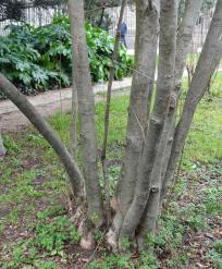 L'arbre numéro p_48.84485-2.36324 est un Parrotiopsis (Parrotiopsis jacquemontiana).
Il est situé jardin des Plantes (coordonnées GPS 48.84485, 2.36324)