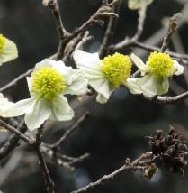 L'arbre numéro p_48.84485-2.36324 est un Parrotiopsis (Parrotiopsis jacquemontiana).
Il est situé jardin des Plantes (coordonnées GPS 48.84485, 2.36324)