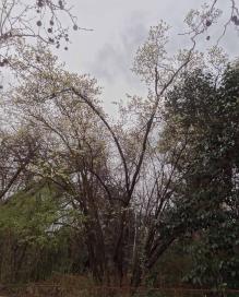 arbre n°parrotiopsis_48.84429-2.36305 mars 2023 Parrotiopsis numéro parrotiopsis_48.84429-2.36305 mars 2023