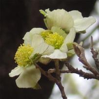 arbre n°parrotiopsis_48.84429-2.36305 mars 2023 Parrotiopsis numéro parrotiopsis_48.84429-2.36305 mars 2023