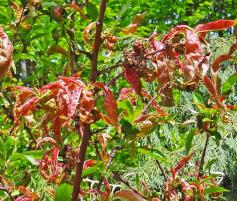 arbre n°pecher_48.86767-2.316947 avril 2023 Pêcher numéro pecher_48.86767-2.316947 avril 2023