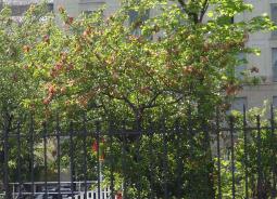 arbre n°pecher_48.8621-2.312444 avril 2022 Pêcher numéro pecher_48.8621-2.312444 avril 2022