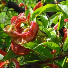 arbre n°pecher_48.8621-2.312444 avril 2022 Pêcher numéro pecher_48.8621-2.312444 avril 2022