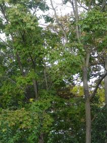 Phellodendron numéro phellodendron_48.84458-2.33494 octobre 2023