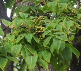 Phellodendron numéro phellodendron_48.84458-2.33494 octobre 2023