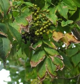 Phellodendron numéro phellodendron_48.84458-2.33494 octobre 2023