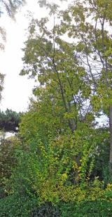 Phellodendron numéro phellodendron_48.84458-2.33494 novembre 2023